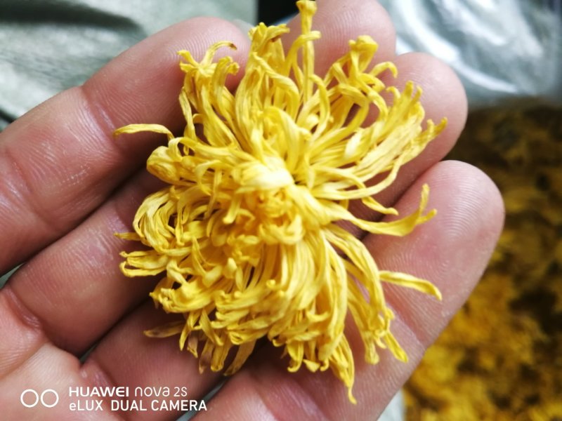 金丝皇菊