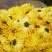 金丝皇菊
