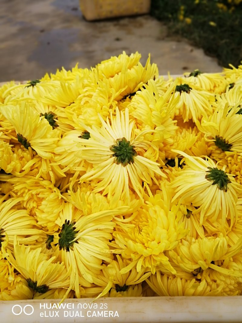 金丝皇菊