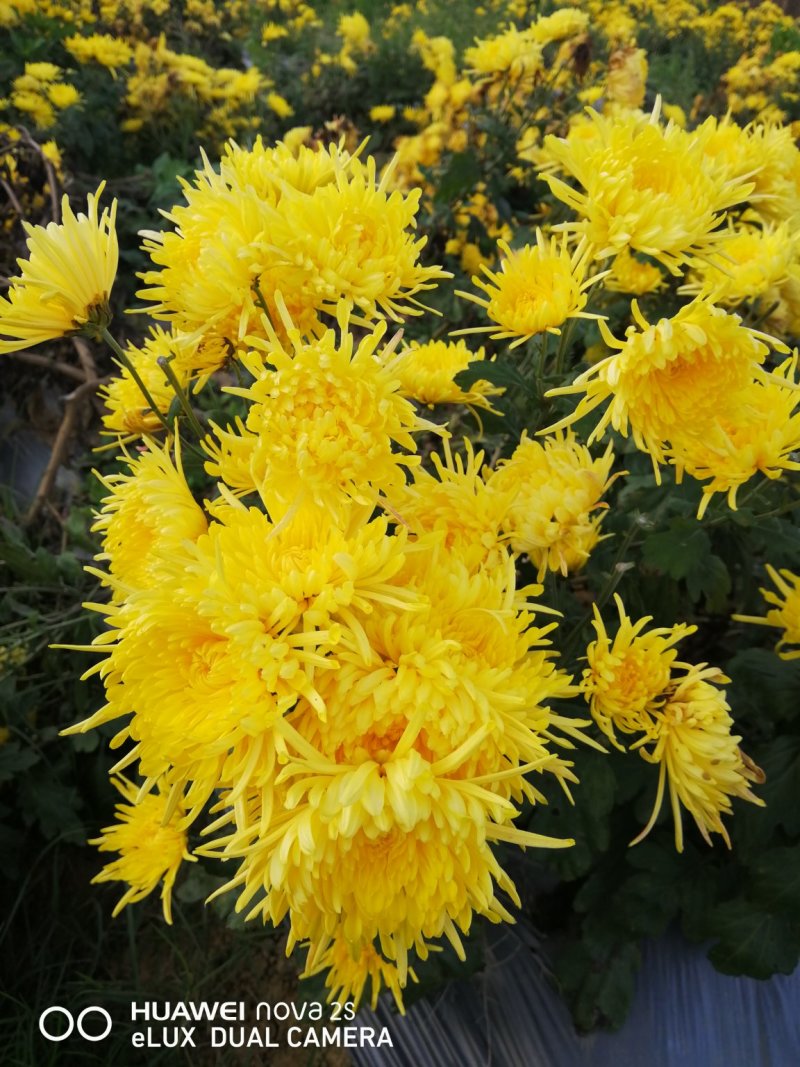 金丝皇菊