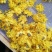金丝皇菊