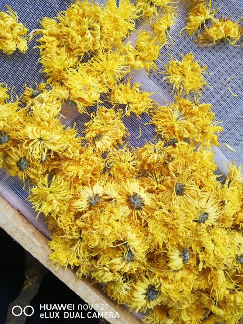 金丝皇菊