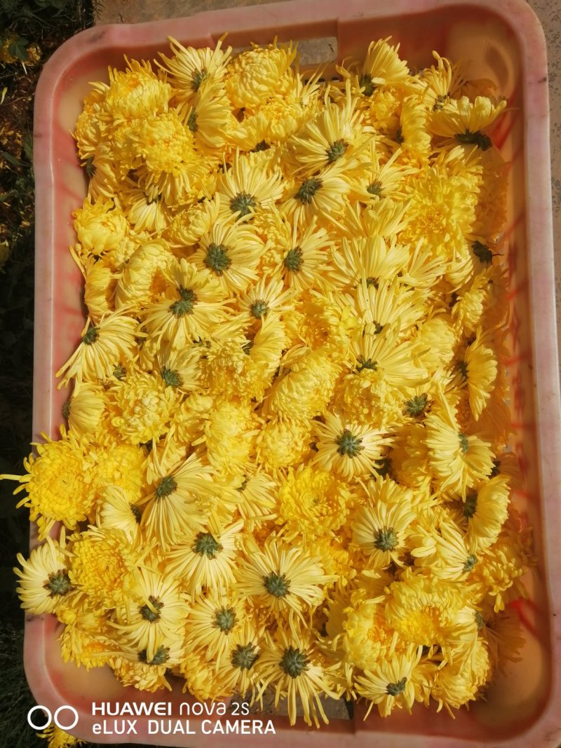 金丝皇菊