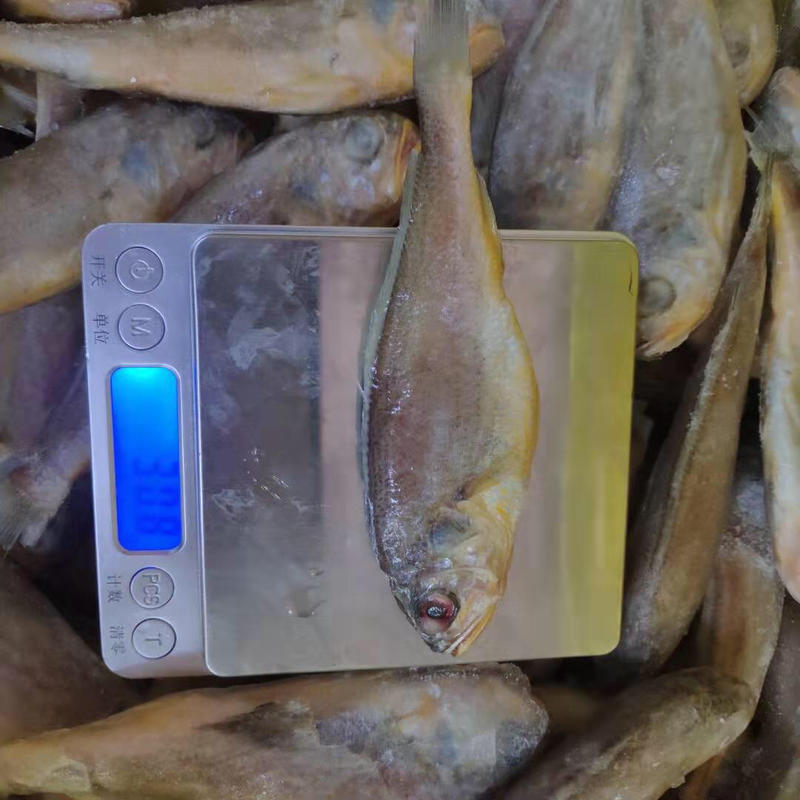 鲜冻黄花鱼小黄花深海鱼毛重16斤一件广东省内2件包邮