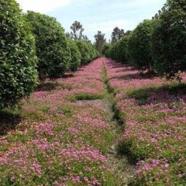 红花草红花草三叶草红花草红三叶草，地被花草苗