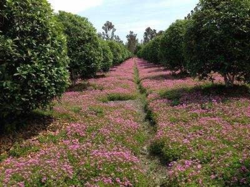 红花草红花草三叶草红花草红三叶草，地被花草苗