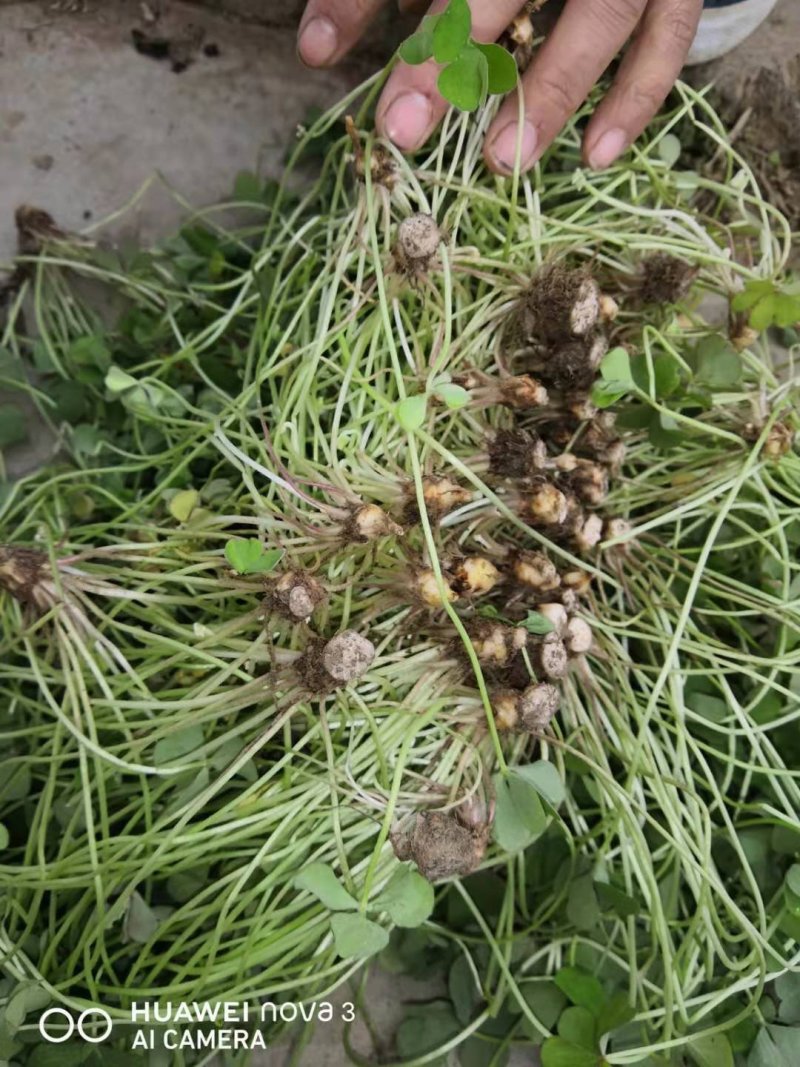 红花草红花草三叶草红花草红三叶草，地被花草苗