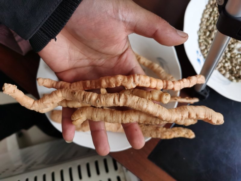野生生地黄现挖优质货源
