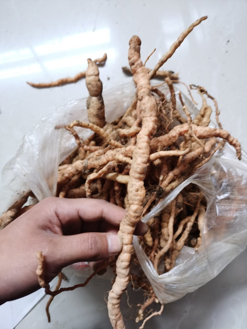 野生生地黄现挖优质货源