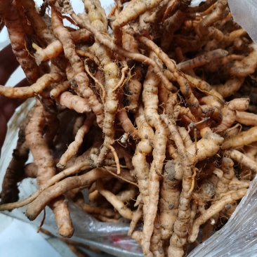 野生生地黄现挖优质货源