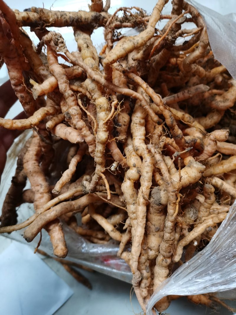 野生生地黄现挖优质货源