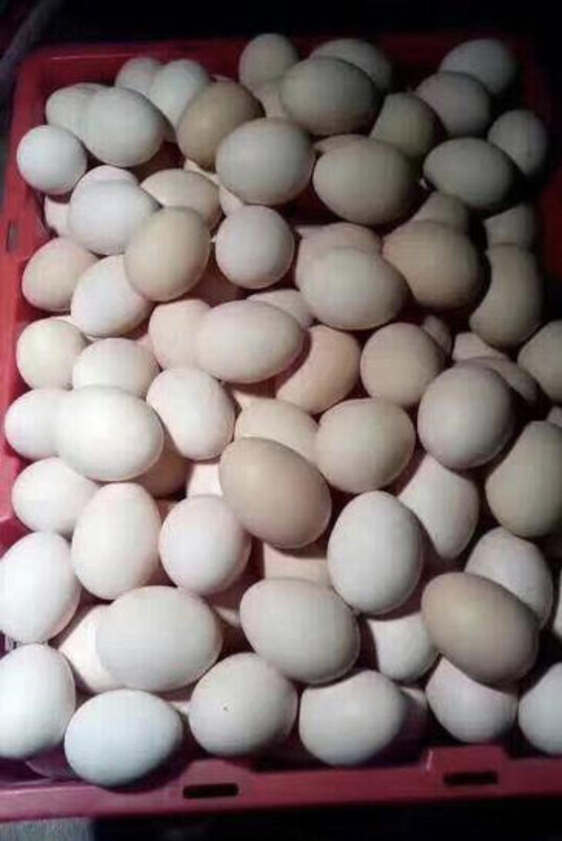 海兰褐蛋鸡苗（海兰灰蛋鸡苗）年产300枚