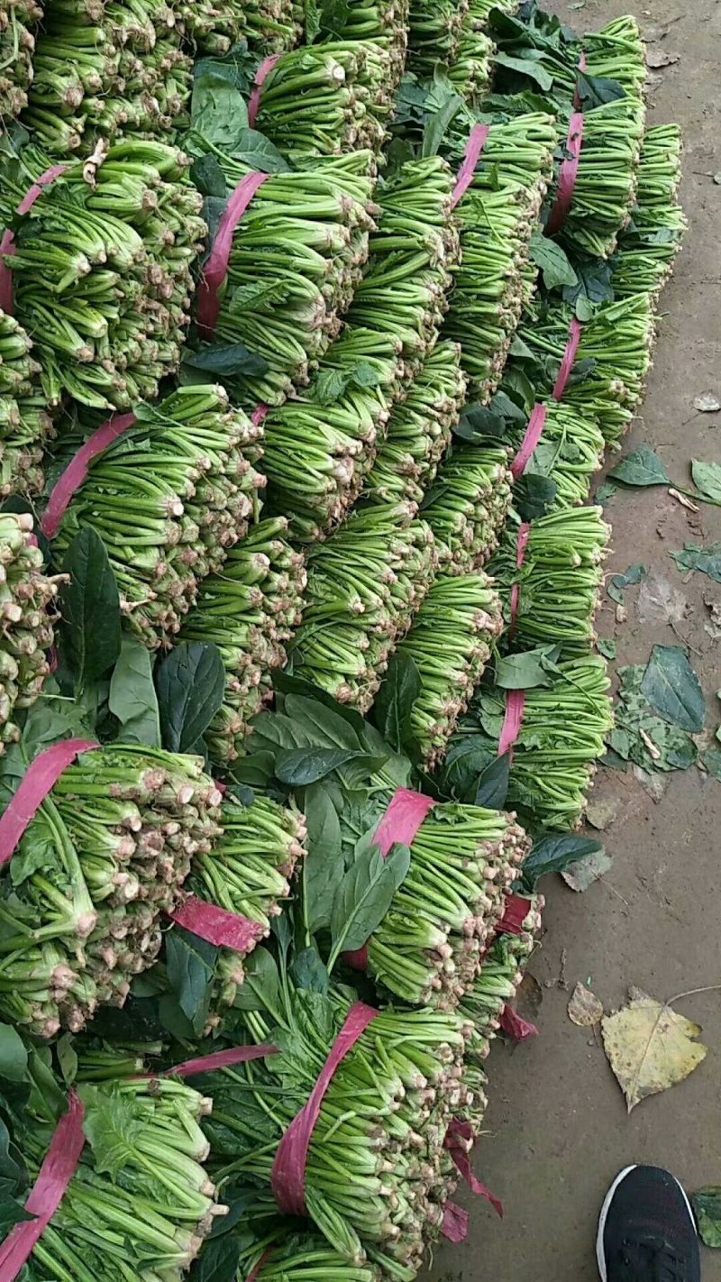 山东省聊城市大叶菠菜。量大质优，代发代收全国各地的朋友