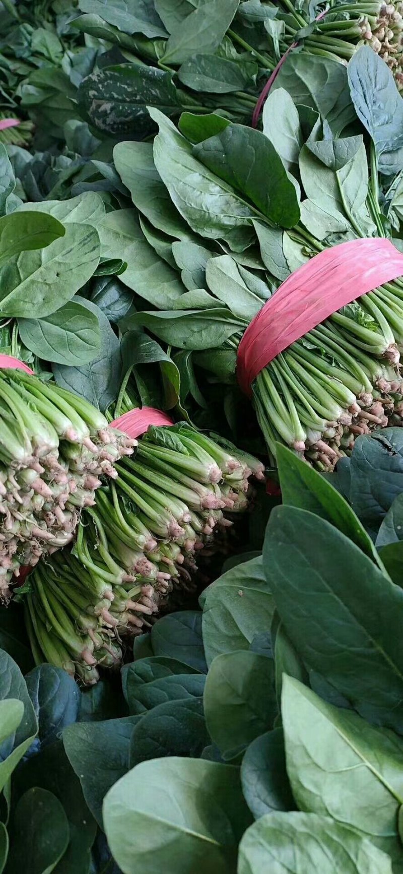 山东省聊城市大叶菠菜。量大质优，代发代收全国各地的朋友