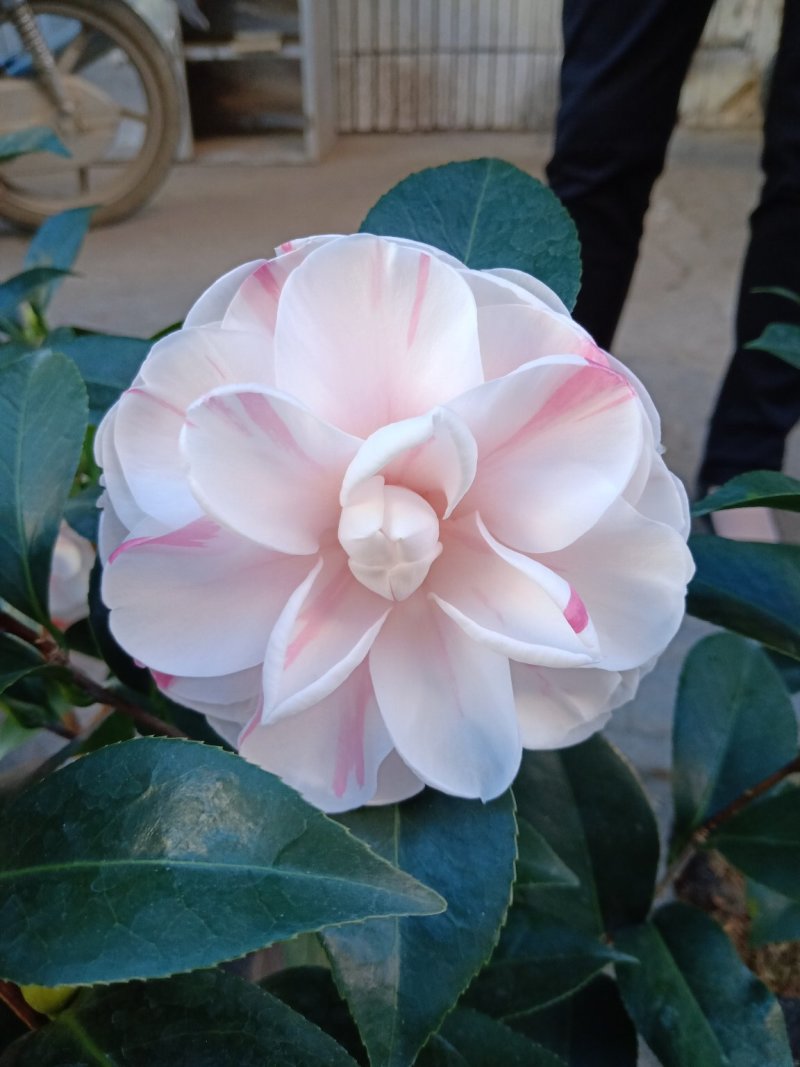 基地直销批发:老盆乔依茶花苗，开花多色，持久，室内外均可