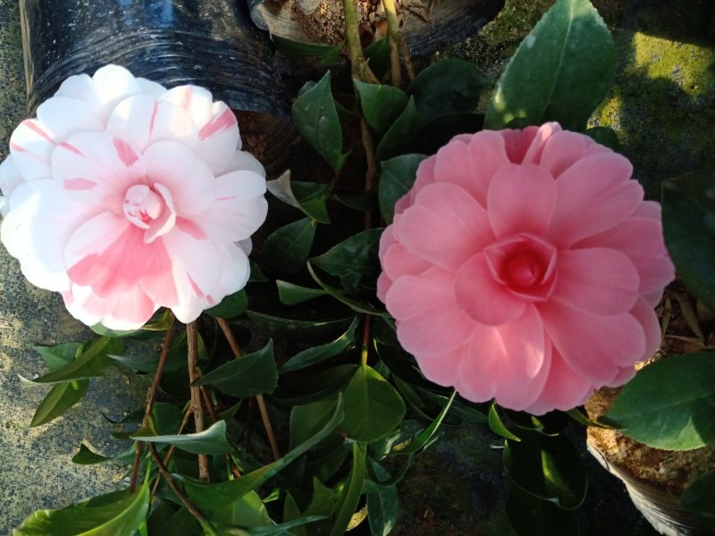 基地直销批发:老盆乔依茶花苗，开花多色，持久，室内外均可