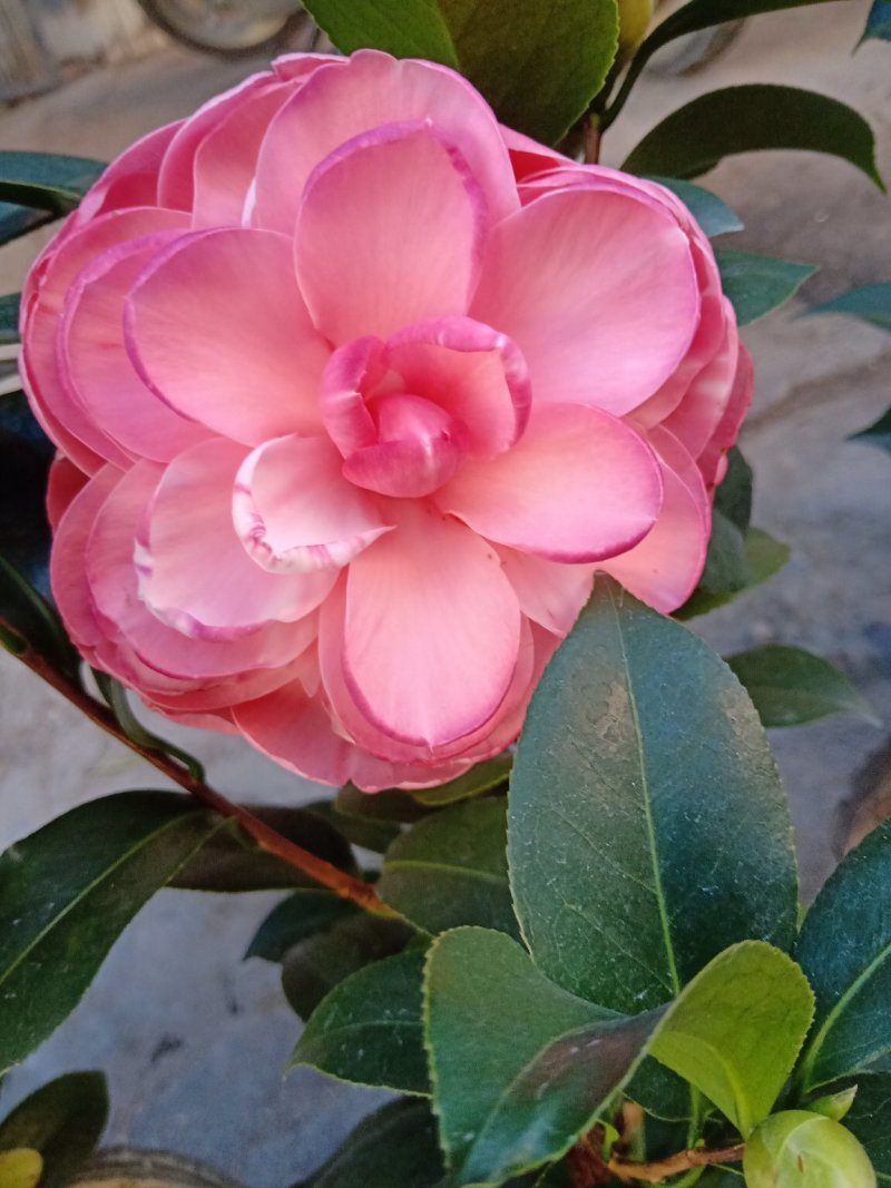 基地直销批发:老盆乔依茶花苗，开花多色，持久，室内外均可