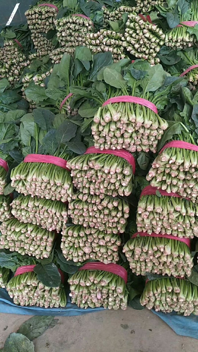山东省聊城市大叶菠菜。量大质优，代发代收全国各地的朋友