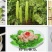 【荣丰苦瓜】高端杂交苦瓜种子耐热耐湿瓜色翠绿肉厚口感好