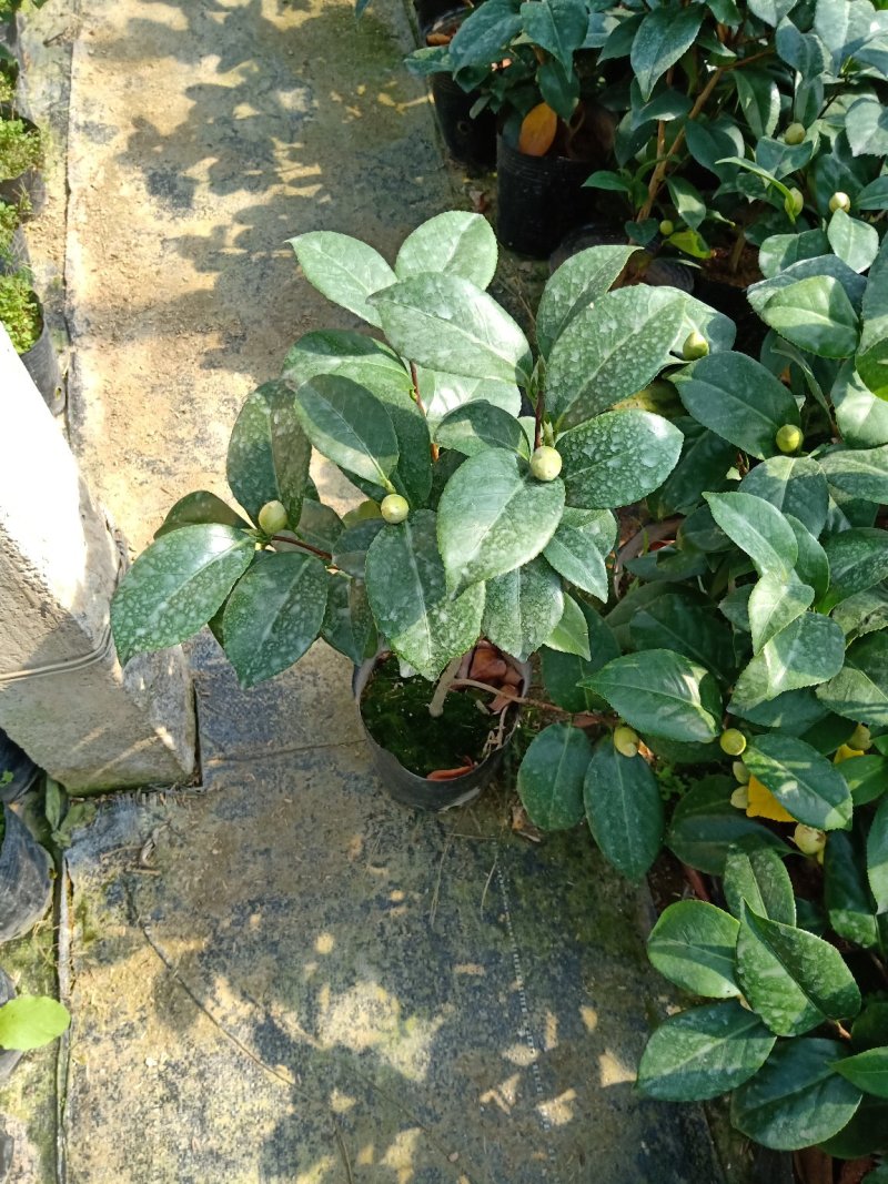 基地直销批发:老盆乔依茶花苗，开花多色，持久，室内外均可