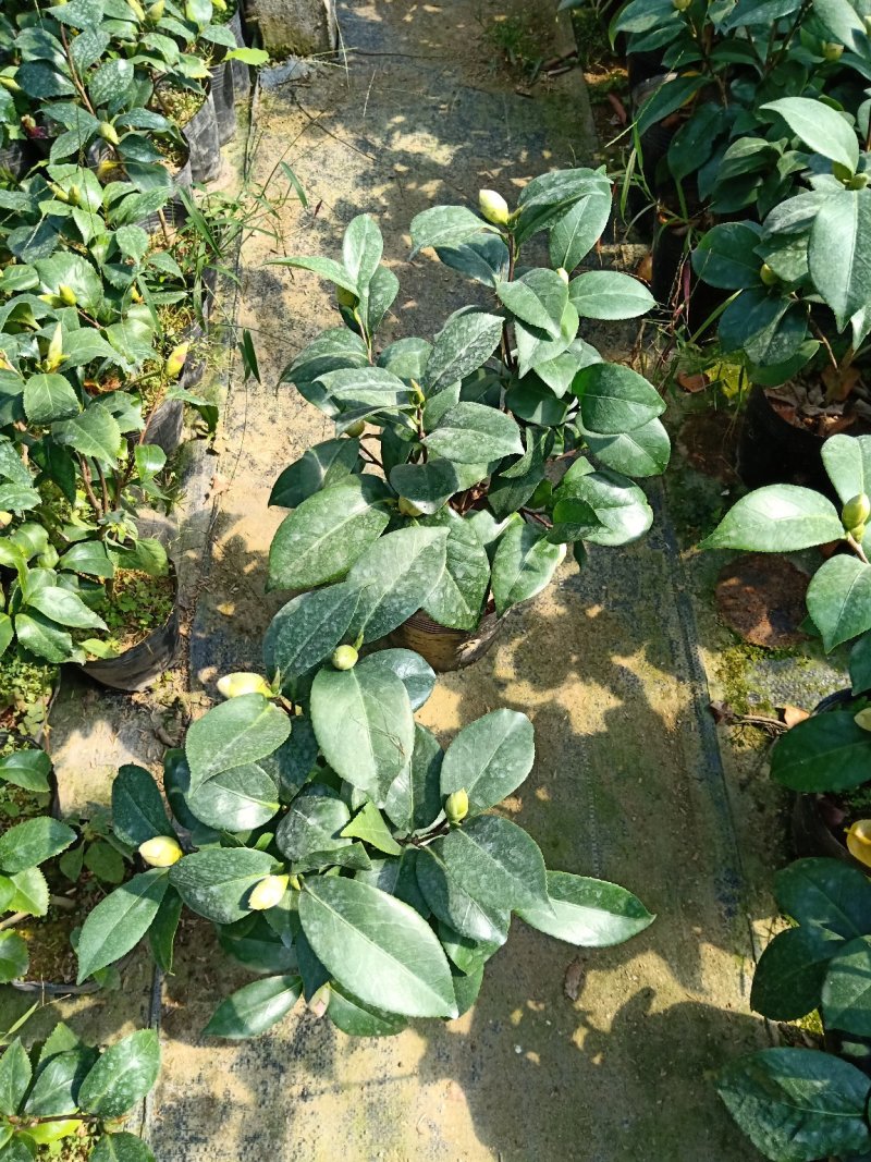 基地直销批发:老盆乔依茶花苗，开花多色，持久，室内外均可