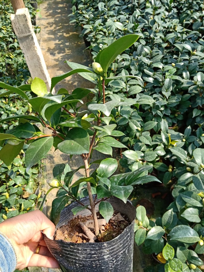 基地直销批发:老盆乔依茶花苗，开花多色，持久，室内外均可