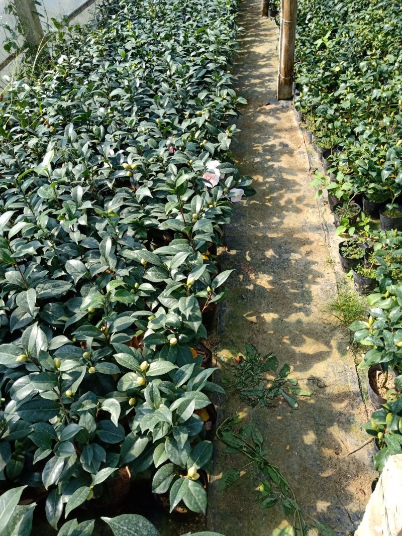 基地直销批发:老盆乔依茶花苗，开花多色，持久，室内外均可