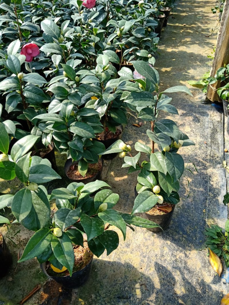 基地直销批发:老盆乔依茶花苗，开花多色，持久，室内外均可