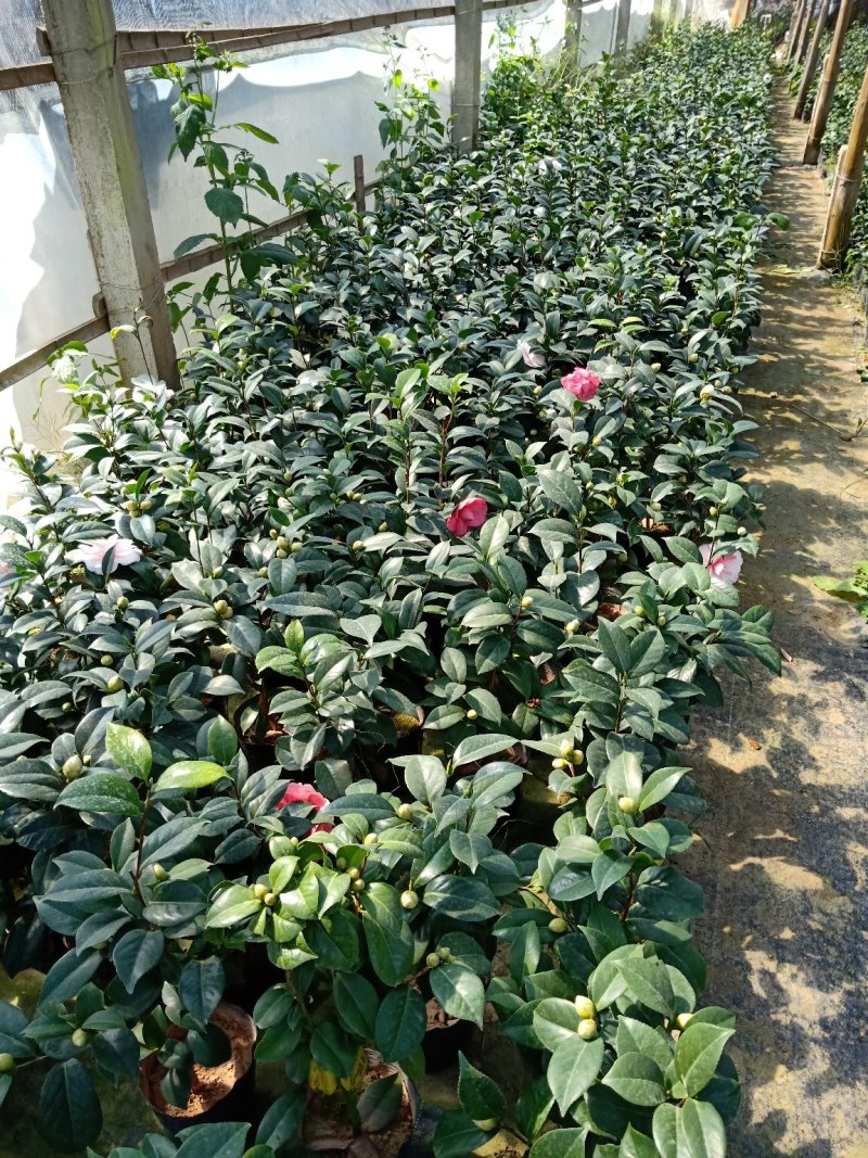 基地直销批发:老盆乔依茶花苗，开花多色，持久，室内外均可