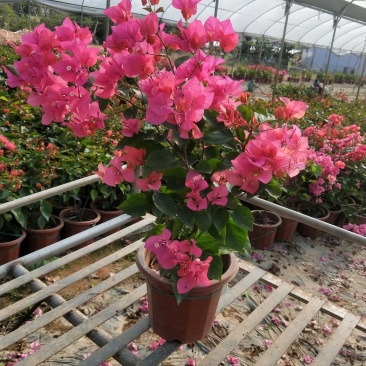 同安红三角梅小红盆四季开花，基地直销长期供应