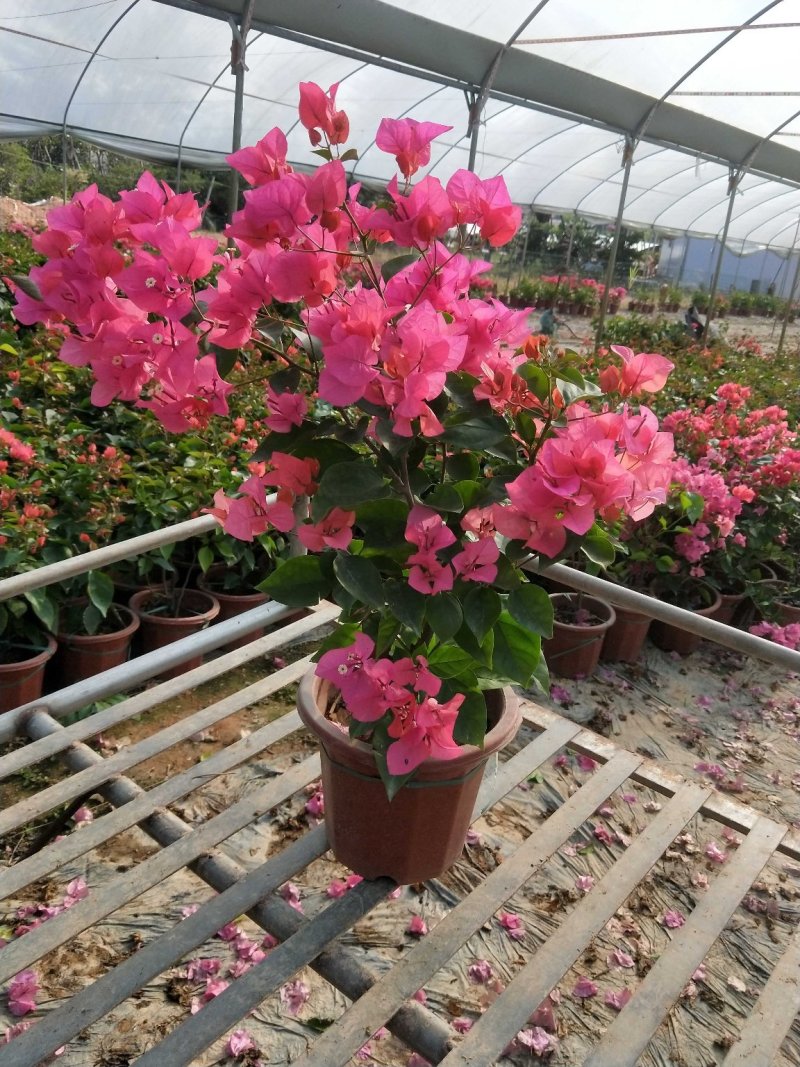 同安红三角梅小红盆四季开花，基地直销长期供应