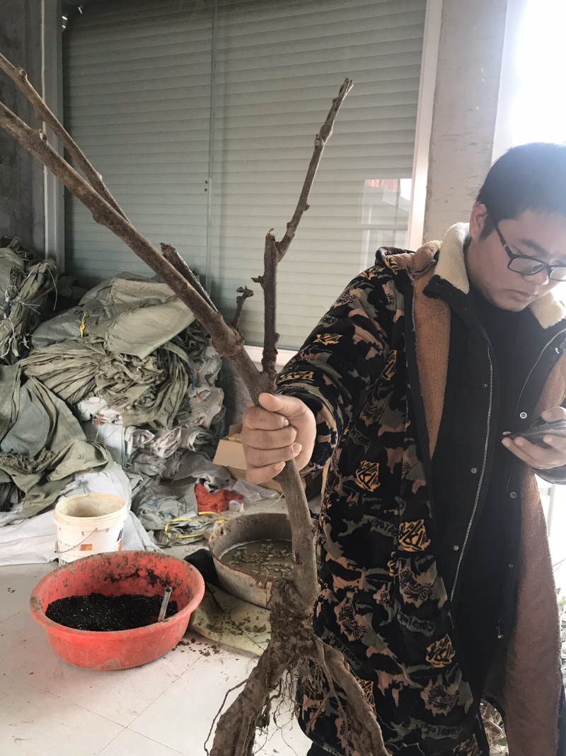 猕猴桃苗红肉猕猴桃苗盆栽地栽当年结果苗包品种免费指导