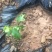 百香果苗云南德宏百香果苗无病无害放心使用