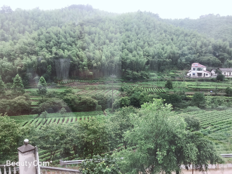 安吉白茶