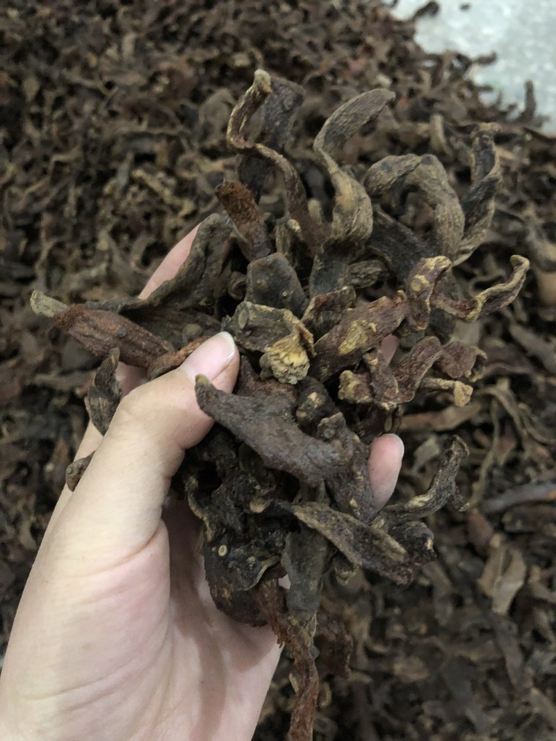 正品野生骨碎补中药材骨碎补粉