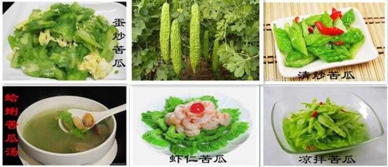 【春满地5号】杂交苦瓜种子珍珠苦瓜种子丰产抗病性早熟