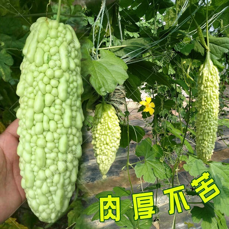 【春满地5号】杂交苦瓜种子珍珠苦瓜种子丰产抗病性早熟