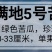 【春满地5号】杂交苦瓜种子珍珠苦瓜种子丰产抗病性早熟