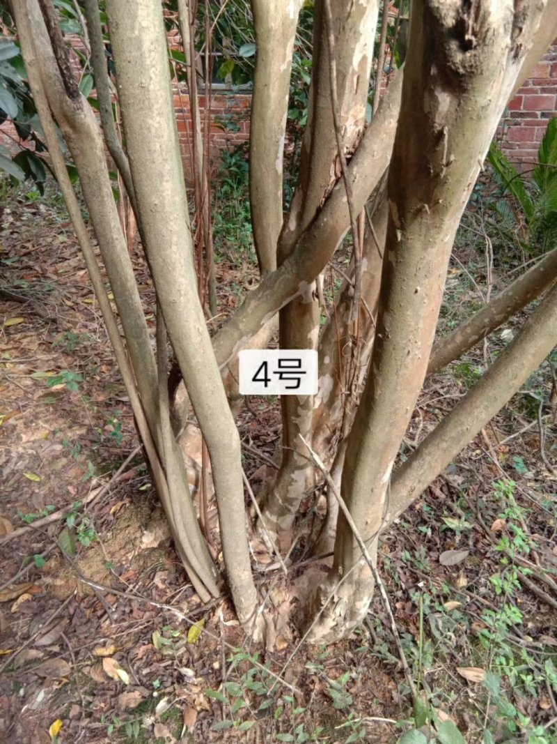 地径42.49公分二红紫薇出售