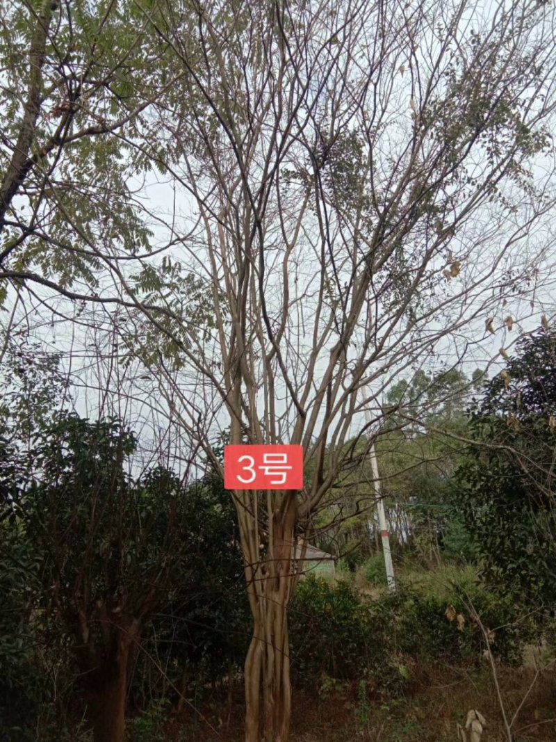 地径42.49公分二红紫薇出售