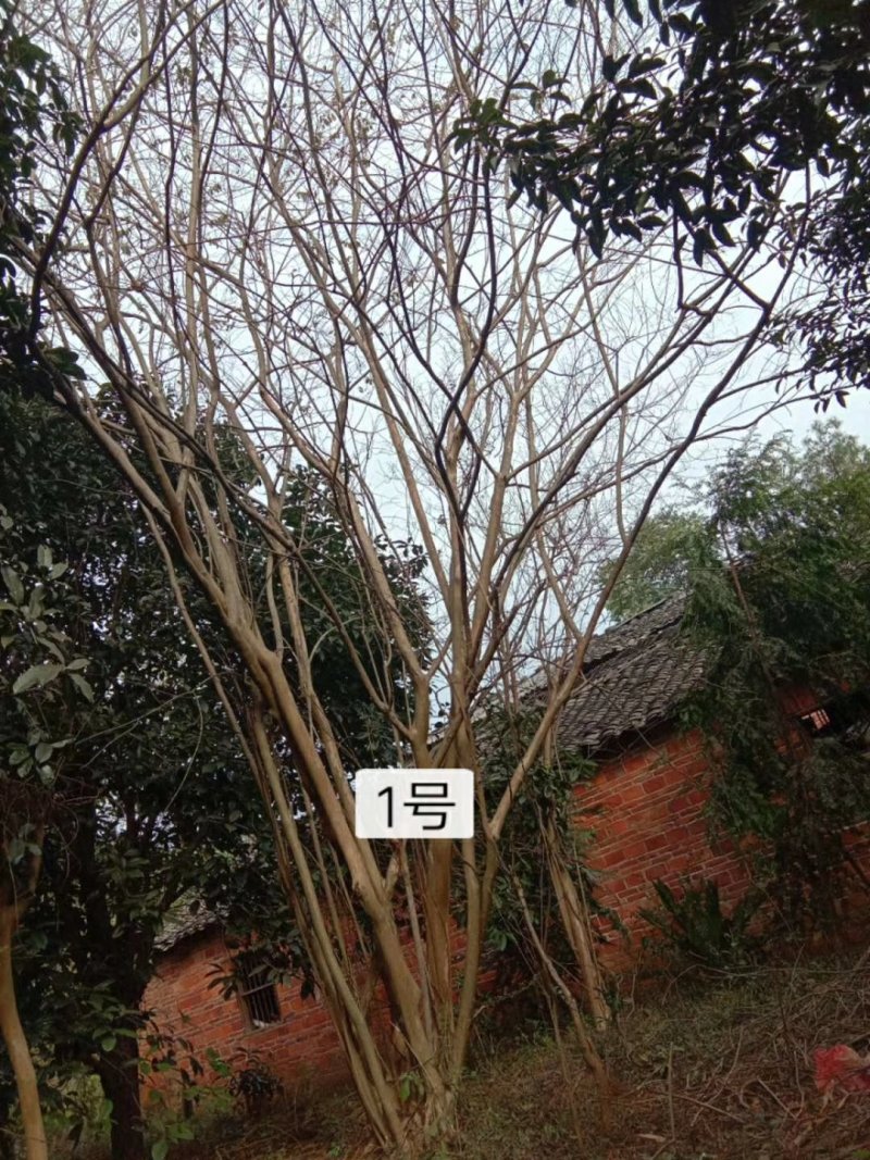 地径42.49公分二红紫薇出售
