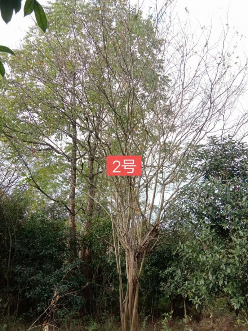 地径42.49公分二红紫薇出售