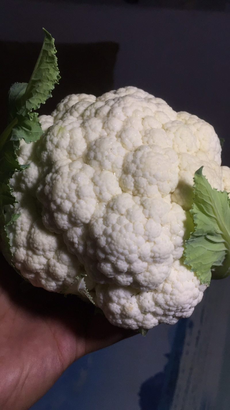 白花菜欢迎实地考察量大，天天有货，全国调货，需要联系