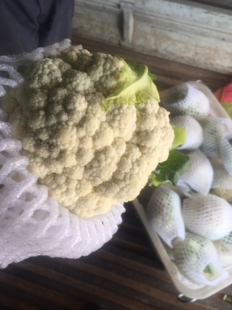 白花菜欢迎实地考察量大，天天有货，全国调货，需要联系