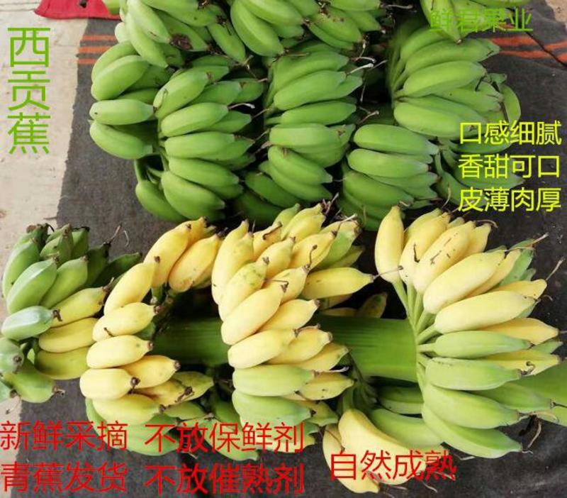 广西新鲜香蕉西贡蕉9斤包邮