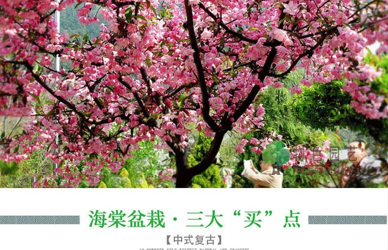 海棠树苗南方北方种植盆栽地栽西府四季常绿开花庭院风景花木