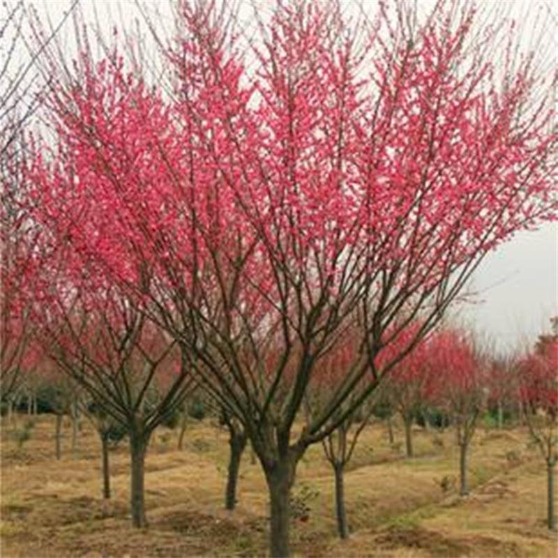 红梅绿梅榆叶梅美人梅高杆嫁接梅花苗庭院造景工程绿化开花植