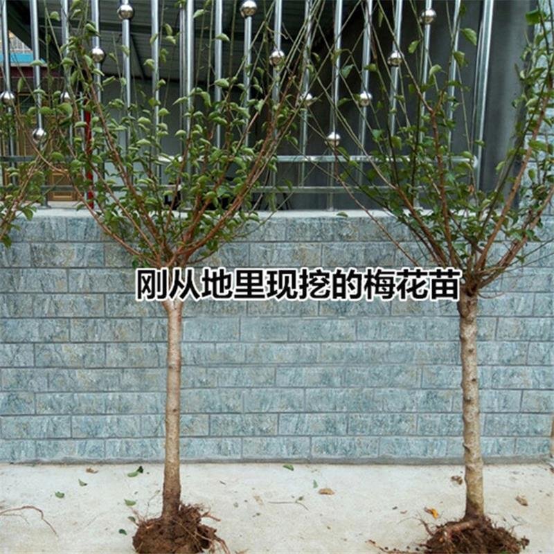 红梅绿梅榆叶梅美人梅高杆嫁接梅花苗庭院造景工程绿化开花植