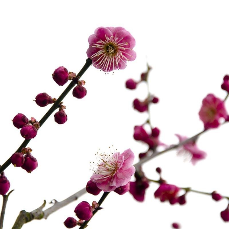 红梅绿梅榆叶梅美人梅高杆嫁接梅花苗庭院造景工程绿化开花植