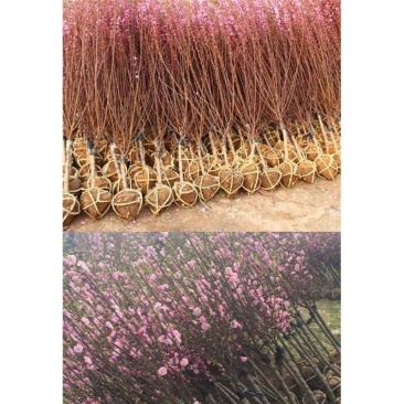 红梅绿梅榆叶梅美人梅高杆嫁接梅花苗庭院造景工程绿化开花植